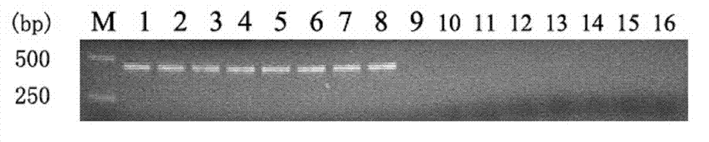 Detection primer and molecular detection method of wheat black point dominant pathogen alternaria