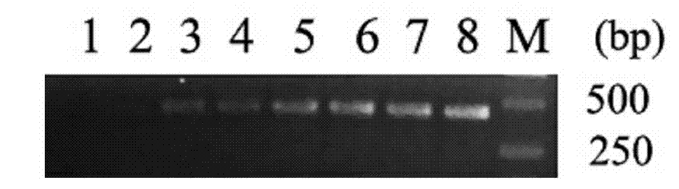 Detection primer and molecular detection method of wheat black point dominant pathogen alternaria