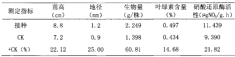 Nitrogen fixation stenotrophomonas maltophilia C4Y41 strain and application thereof