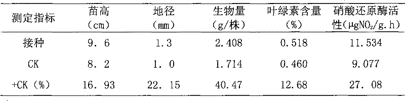 Nitrogen fixation stenotrophomonas maltophilia C4Y41 strain and application thereof