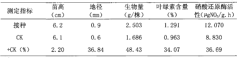 Nitrogen fixation stenotrophomonas maltophilia C4Y41 strain and application thereof