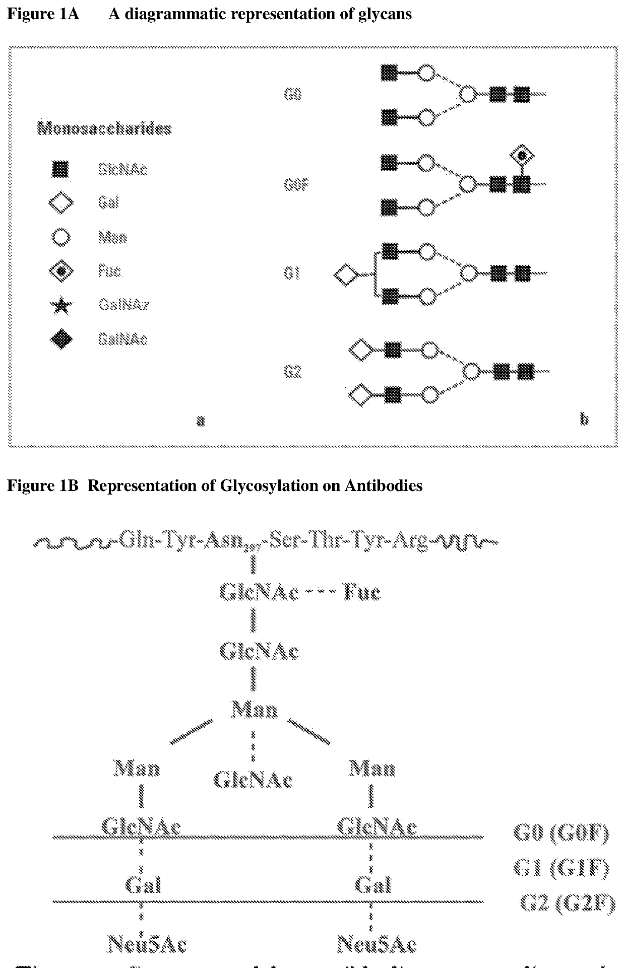 Methods for preparing antibodies with a defined glycosylation pattern