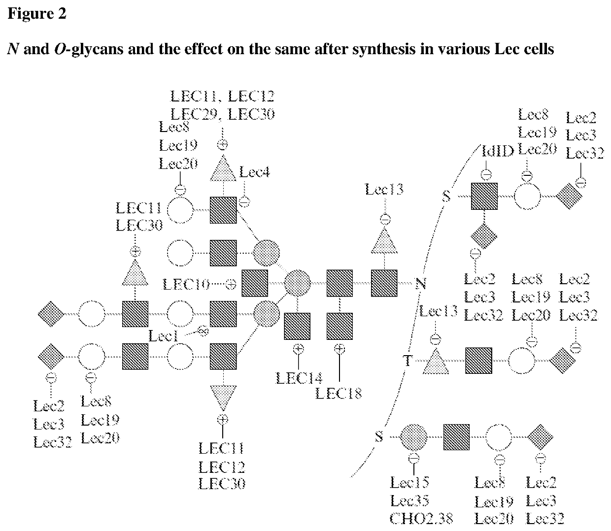 Methods for preparing antibodies with a defined glycosylation pattern