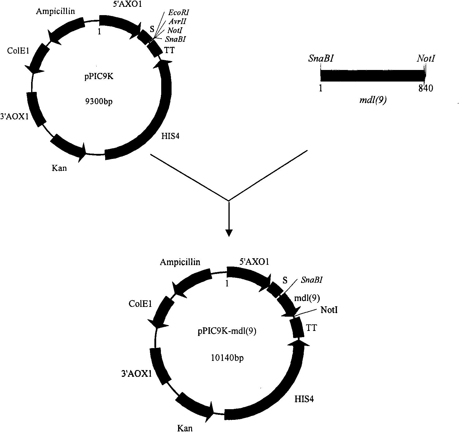 Monoacyl-diacyl lipase, and coding gene and application thereof