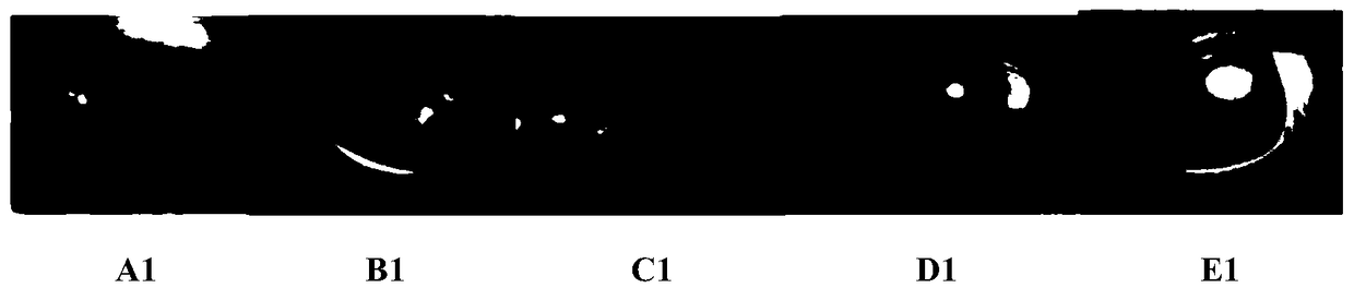 Eye drops containing canine mesenchymal stem cell factor and preparation method thereof