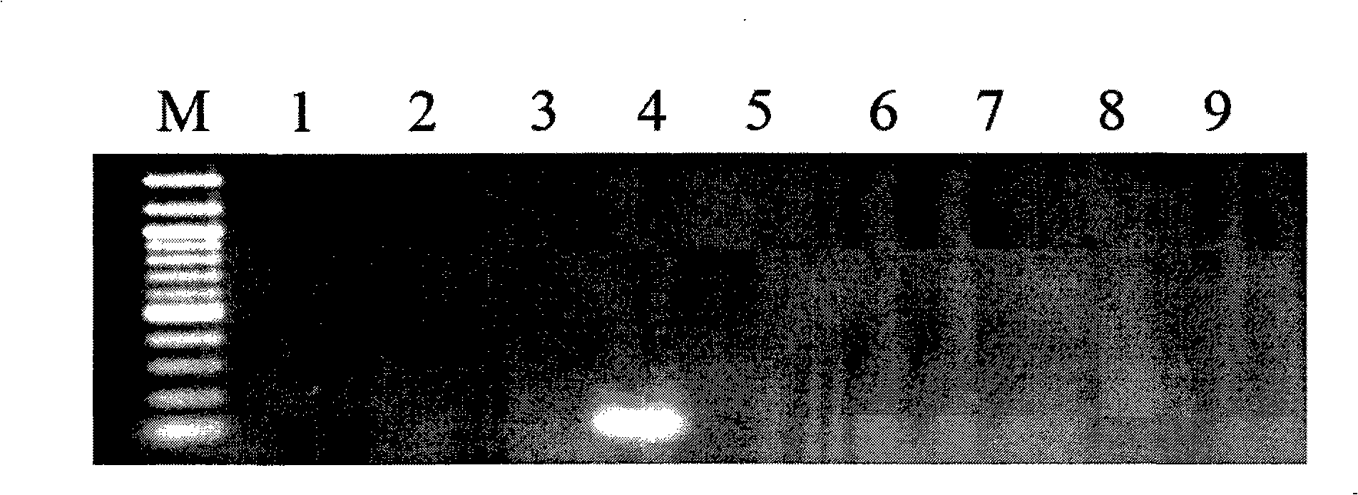 Transgenic rice TT51-1 transformation event foreign vector integration site complete sequence and use thereof