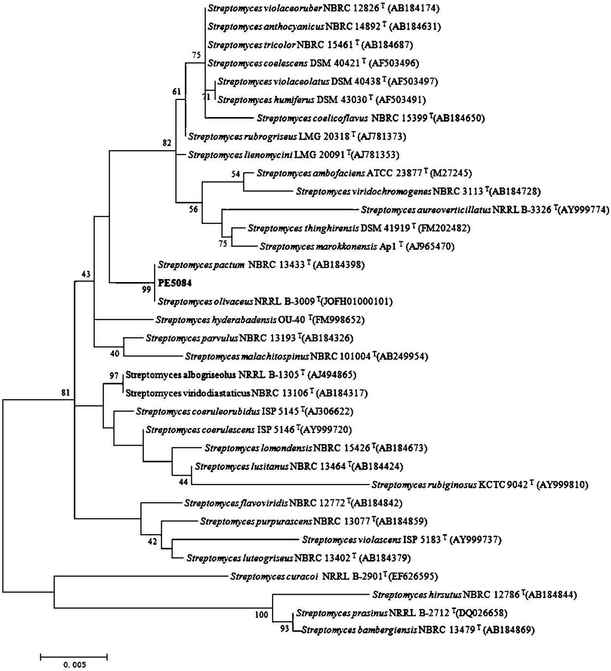 Streptomyces olivaceus, microbial inoculum thereof and microbial inoculum application in promoting plant growth