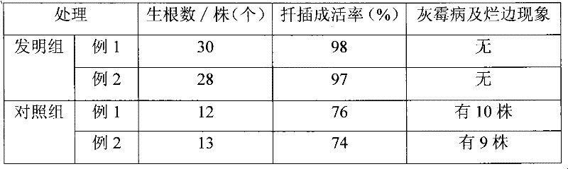 Method for processing rieger begonia cutting slips