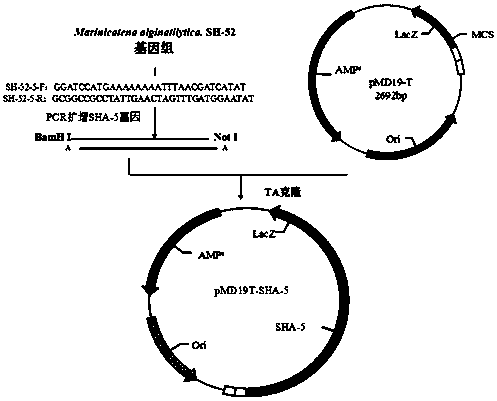 A kind of alginate lyase sha-5 gene and its prokaryotic expression vector