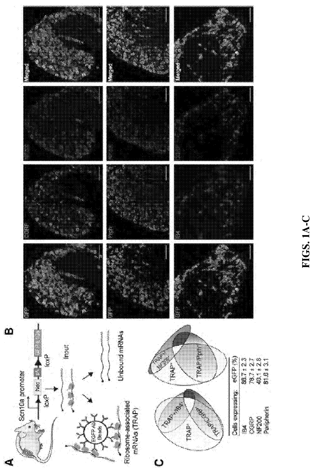 Inhibitor of mnk for the treatment of neuropathic pain