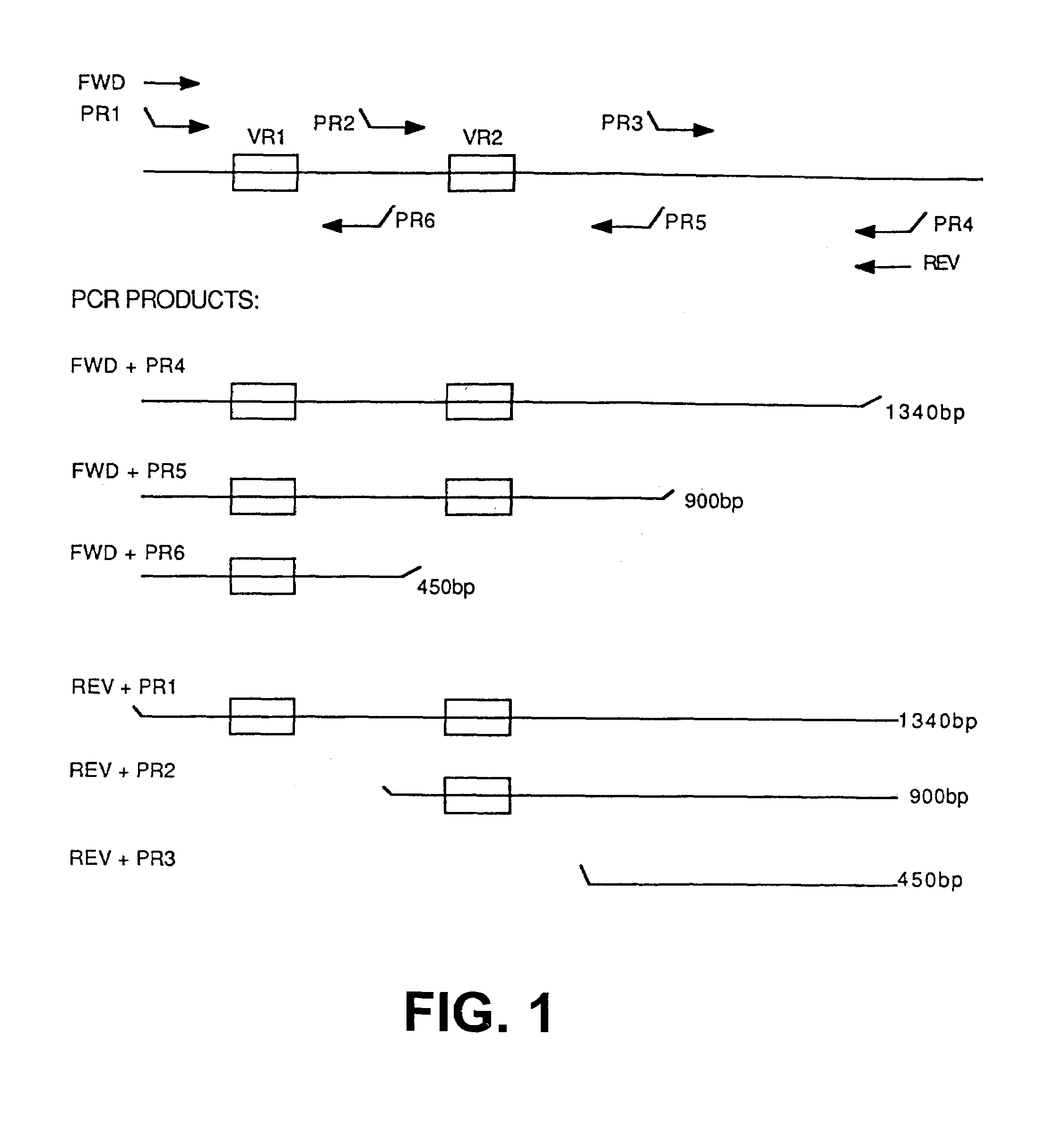 Meningococcal class 1 outer-membrane protein vaccine