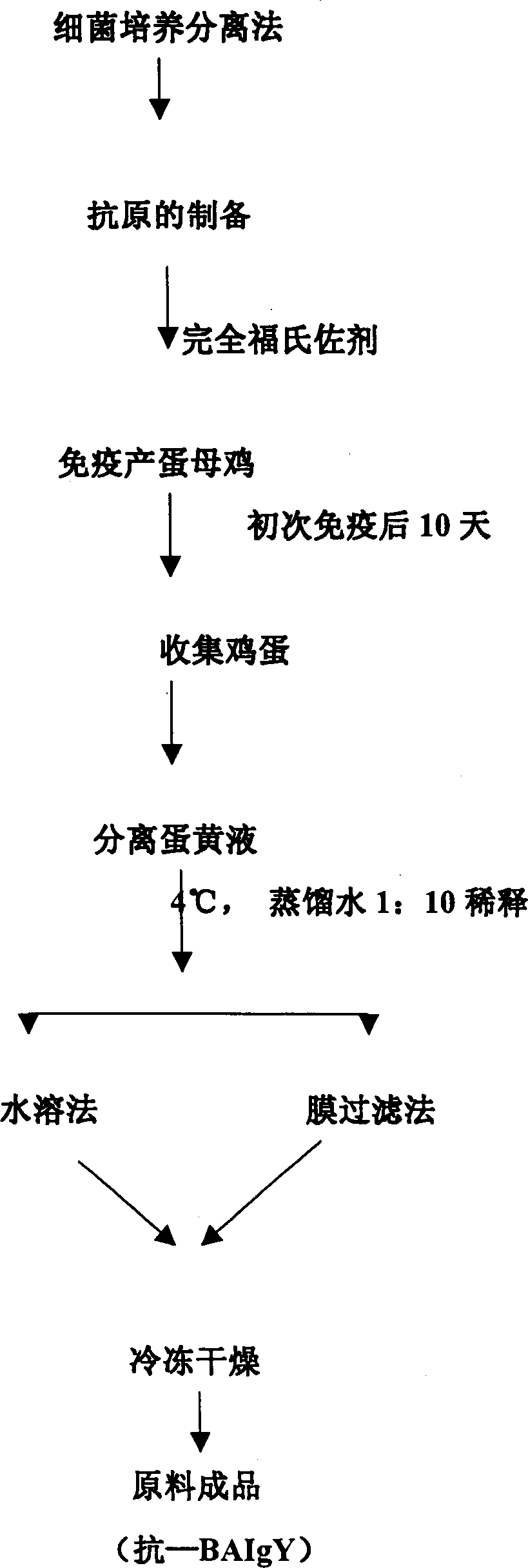 Compound yolk antibody capable of resisting fowl bacterial blight and its preparation and use