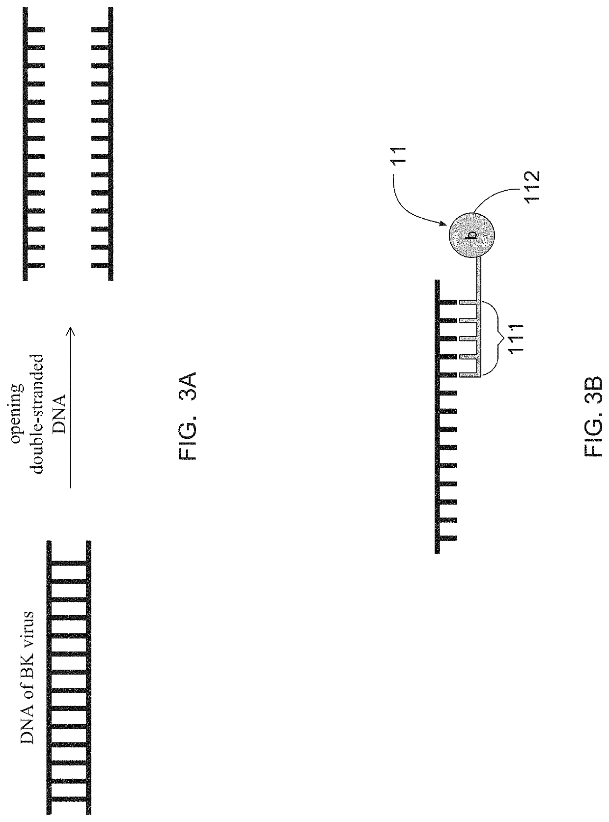 Development of a nucleic acid based lateral flow immunoassay for bk virus detection from esrd urines and contaminated sewage samples