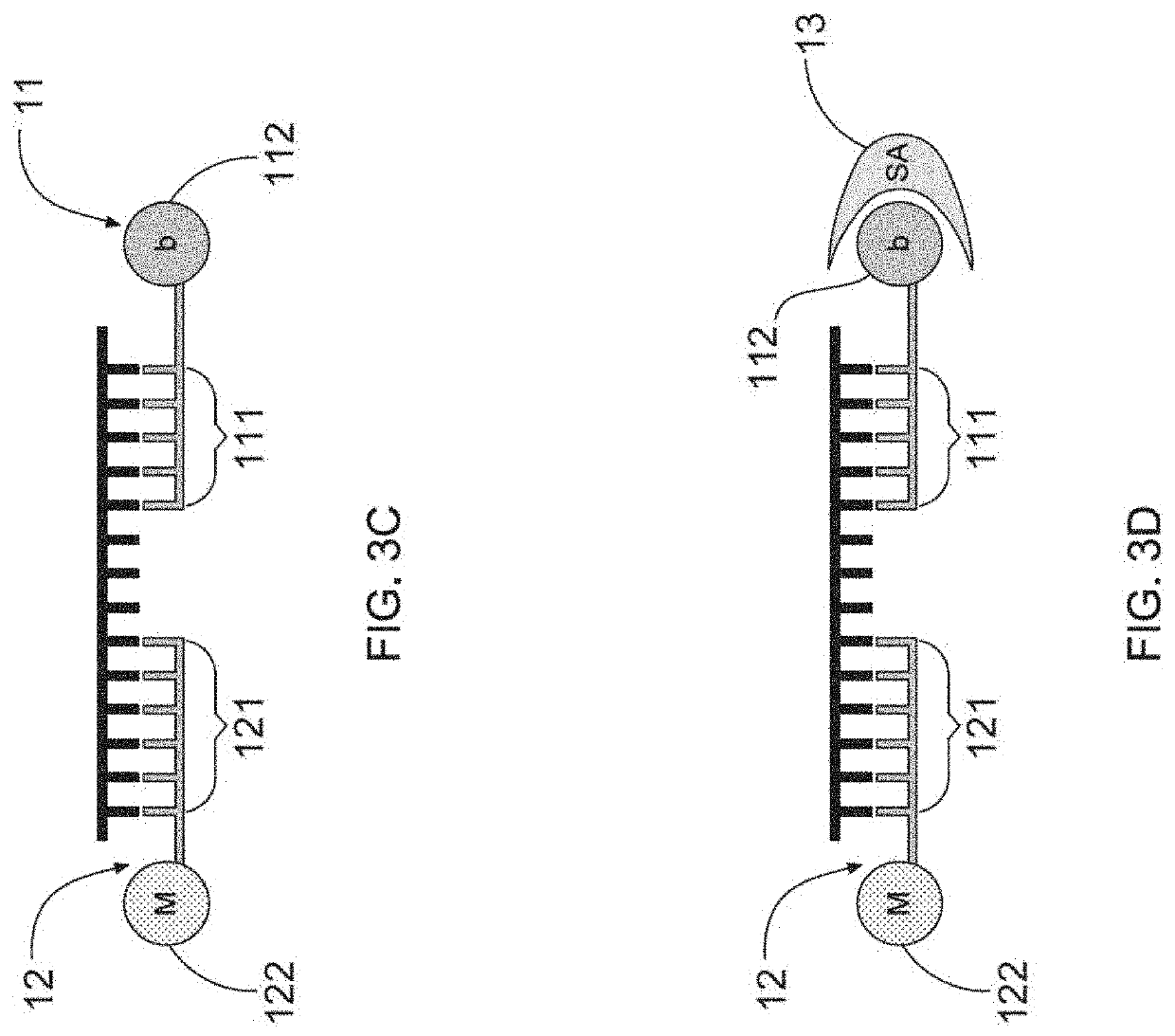 Development of a nucleic acid based lateral flow immunoassay for bk virus detection from esrd urines and contaminated sewage samples