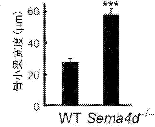 Osteogenesis promoter