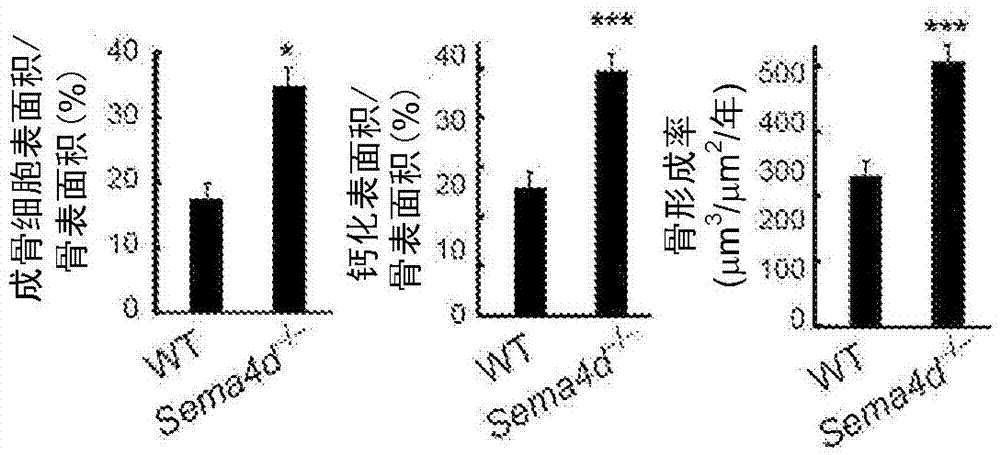 Osteogenesis promoter