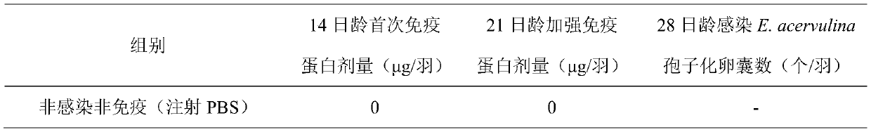 Eimeria acervulina nano-subunit vaccine, preparation method and application thereof