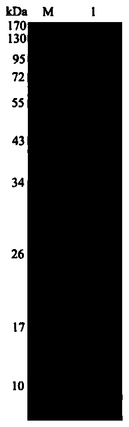 Eimeria acervulina nano-subunit vaccine, preparation method and application thereof