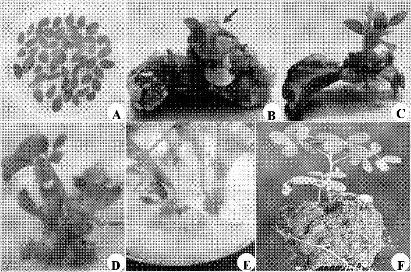 Method for establishing peanut regeneration system with young leaf as explant