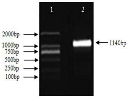 Birch bpspl9 gene and its encoded protein and application