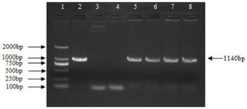 Birch bpspl9 gene and its encoded protein and application