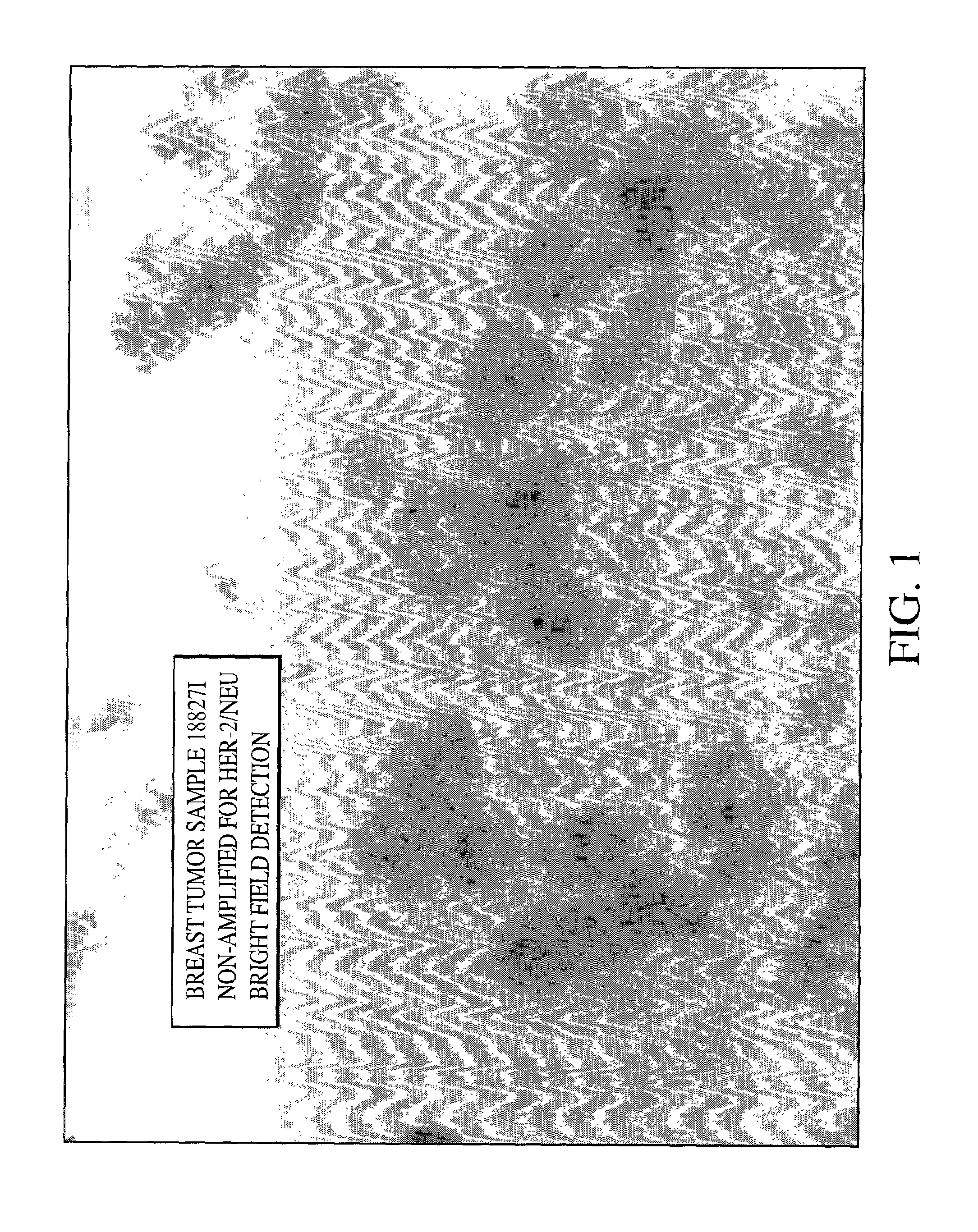 Method of detecting single gene copies in-situ