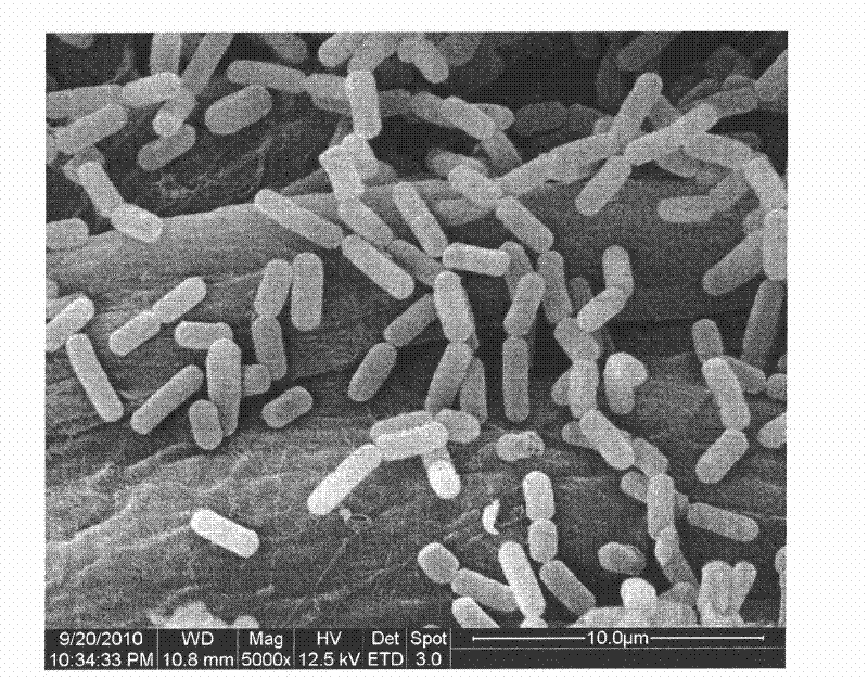 Bacillus amyloliquefaciens LSSE-62 and application thereof