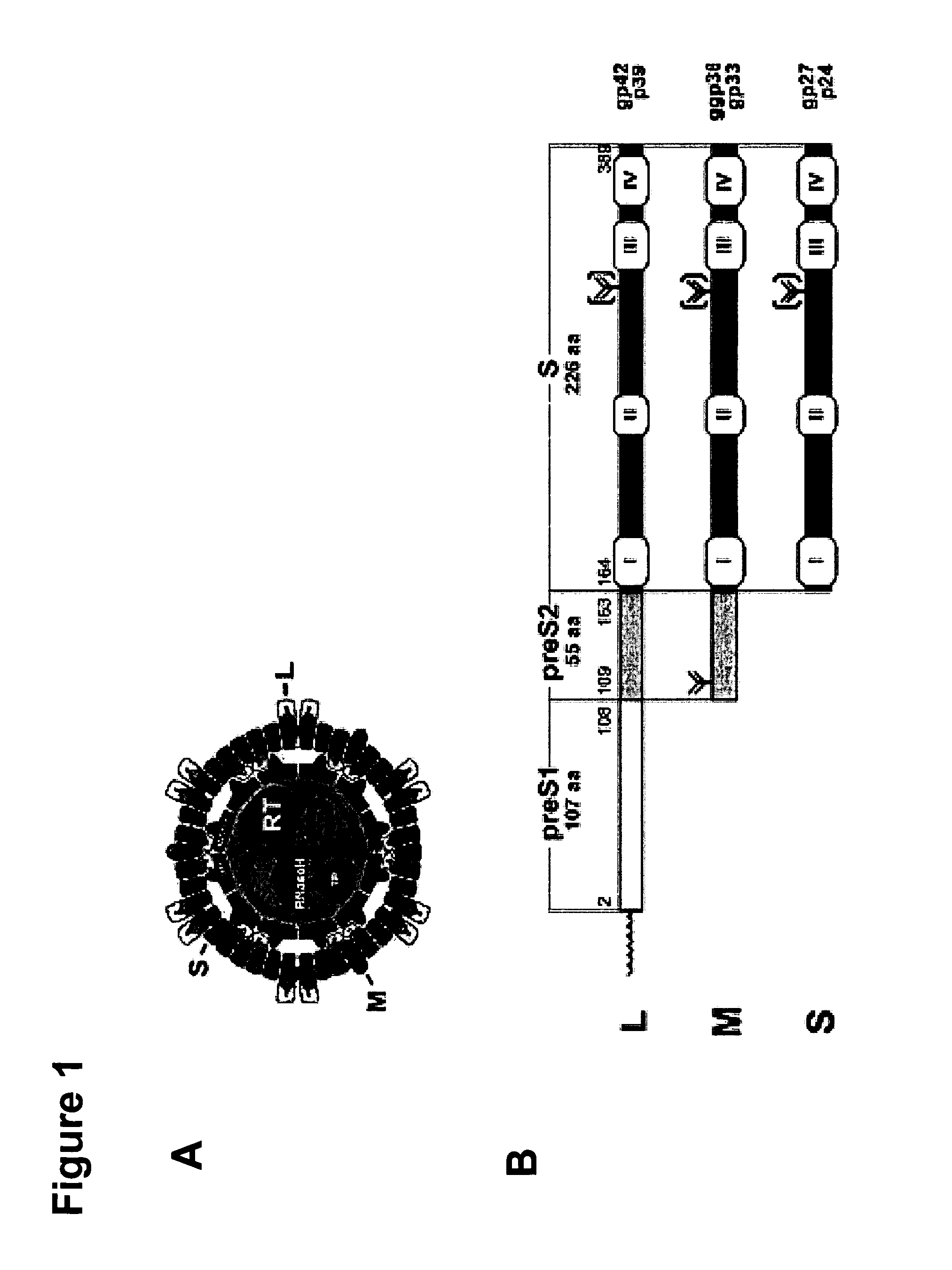 Hydrophobic Modified Pres-Derived Peptides of Hepatitis B Virus (HBV) and Their Use as Vehicles for the Specific Delivery of Compounds to the Liver