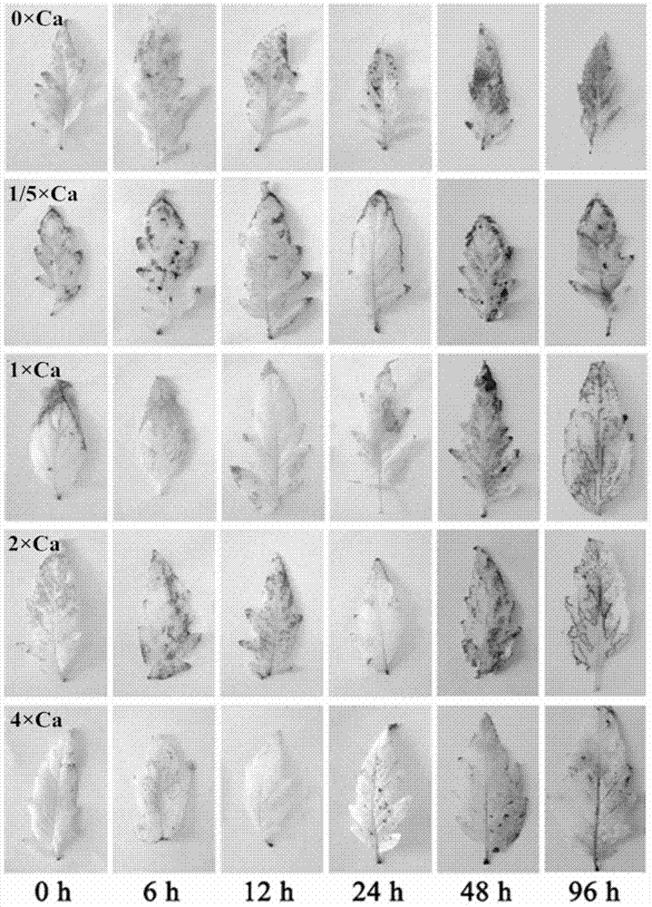 Method applied to diagnosis of seedling stage of gray mold