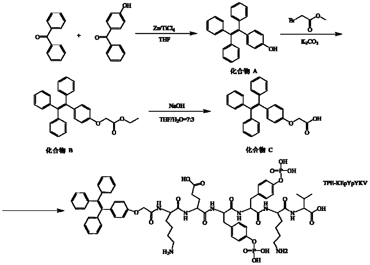 Polypeptide for PTP1B detection and fluorescent probe comprising polypeptide