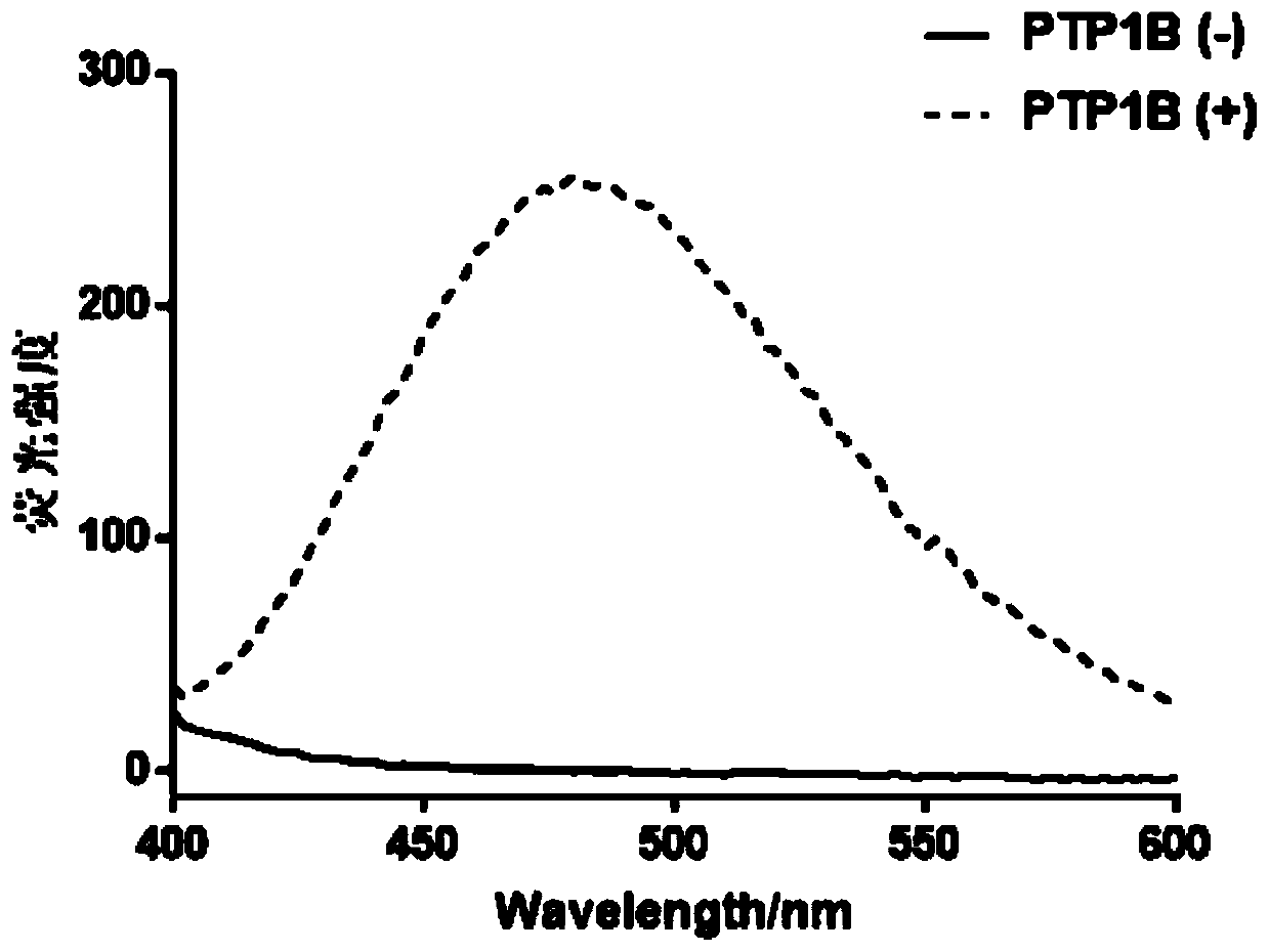 Polypeptide for PTP1B detection and fluorescent probe comprising polypeptide