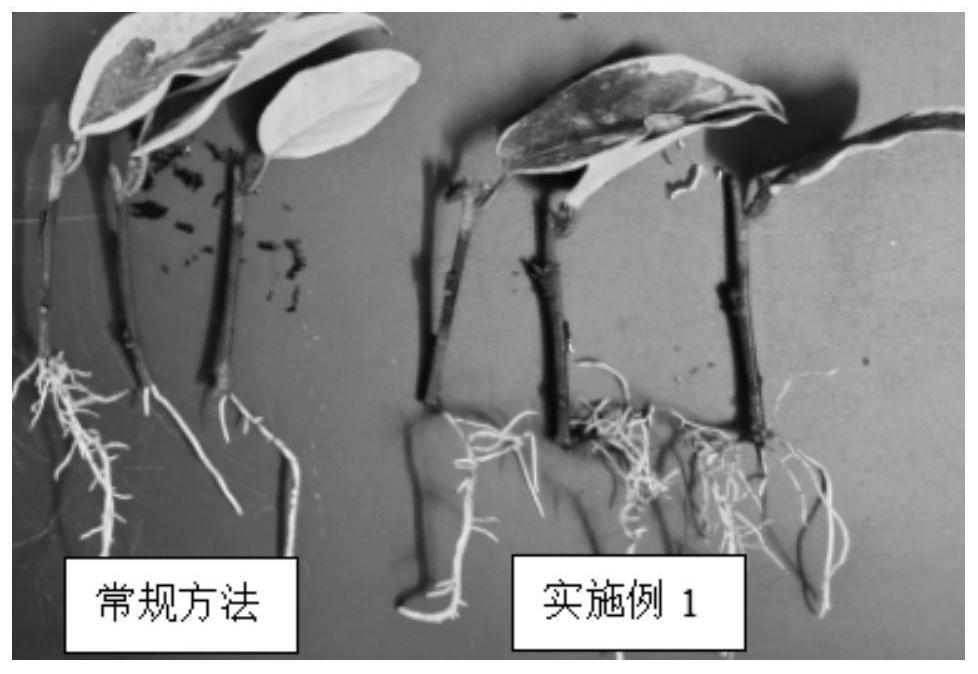 Cutting propagation method for gold-edge hybrid elaeagnus pungens