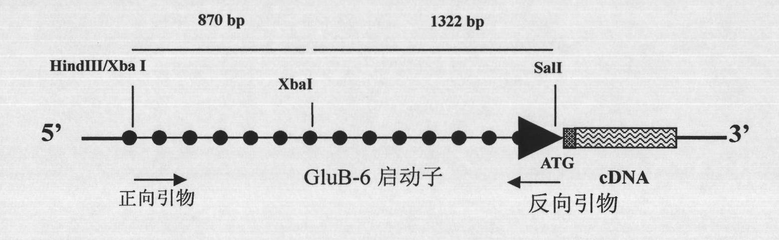 Plant endosperm specific expression promoter and use thereof