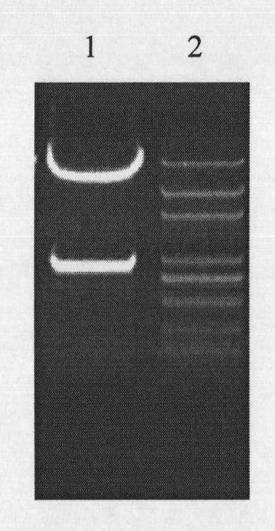 Plant endosperm specific expression promoter and use thereof