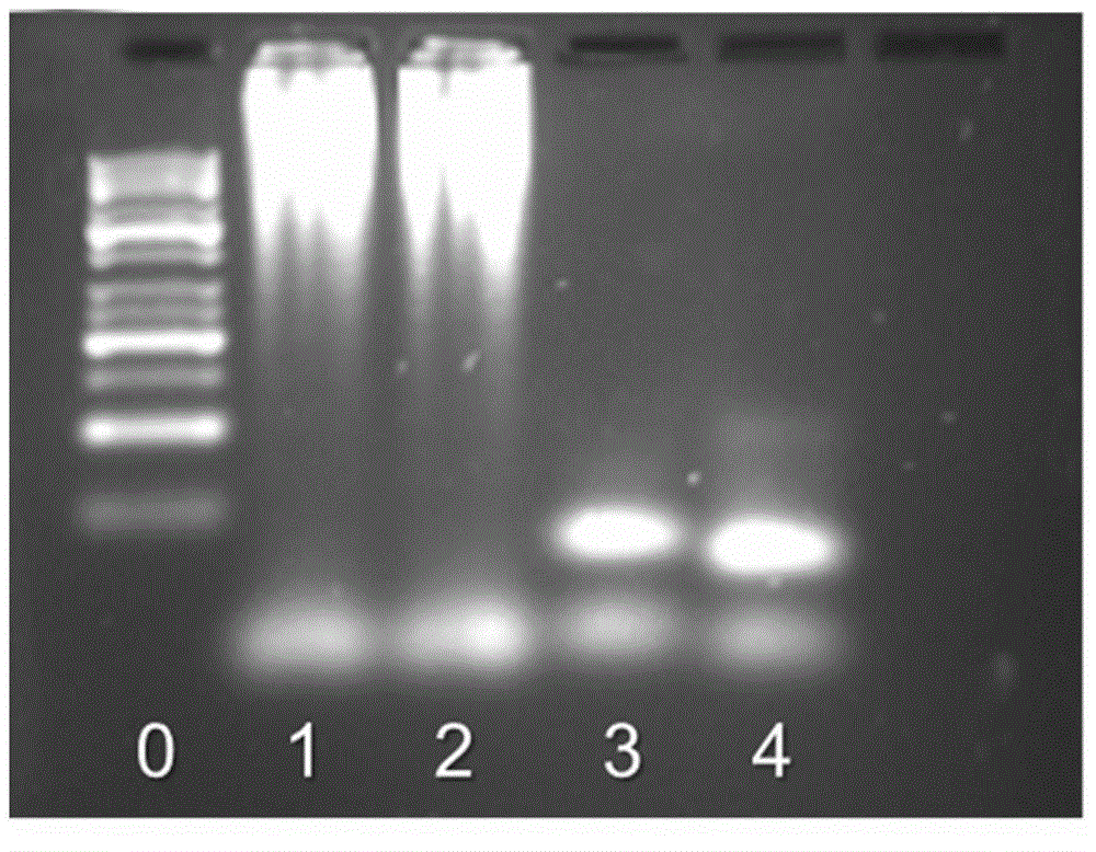 Nucleic acid detection method based on surface plasmon resonance technology