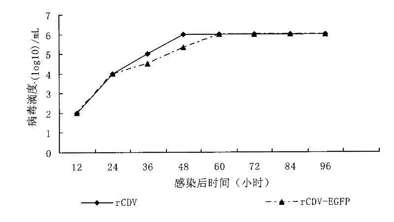 Construction of rabies virus G protein expression recombinant canine distemper virus CDV/R-20/8 vaccine strain