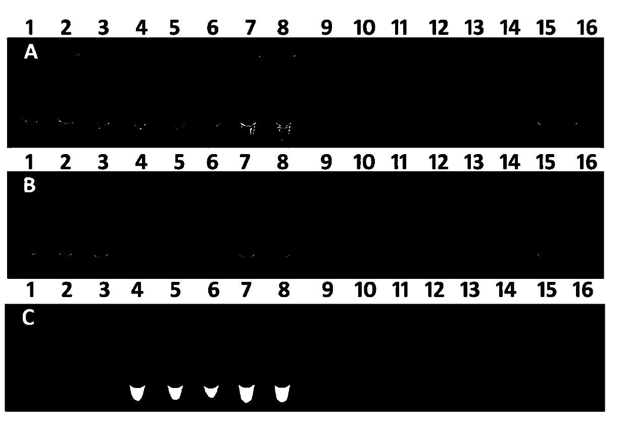 Primer composition, kit and method for detecting vesicular stomatitis Indiana viruses and vesicular stomatitis New Jersey viruses