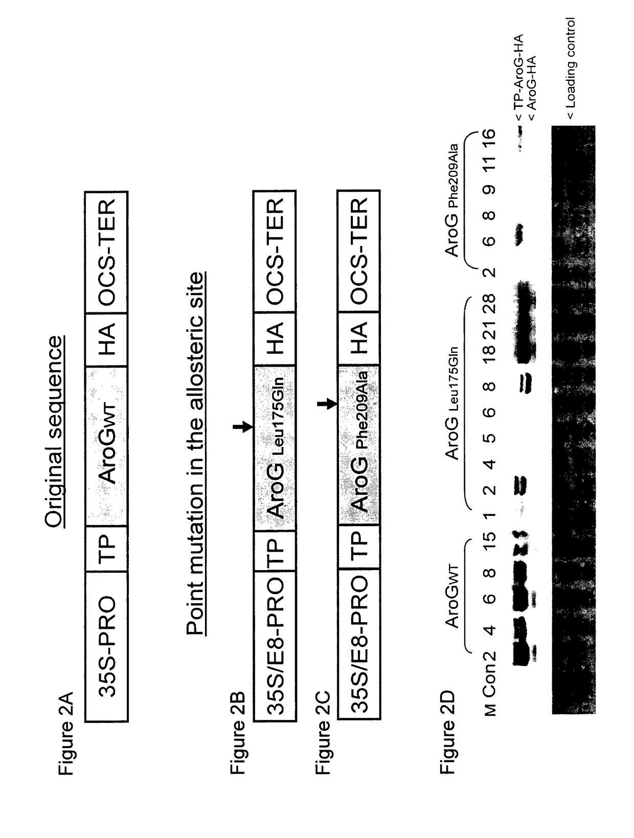 Transgenic plants having altered DAHP synthase activity