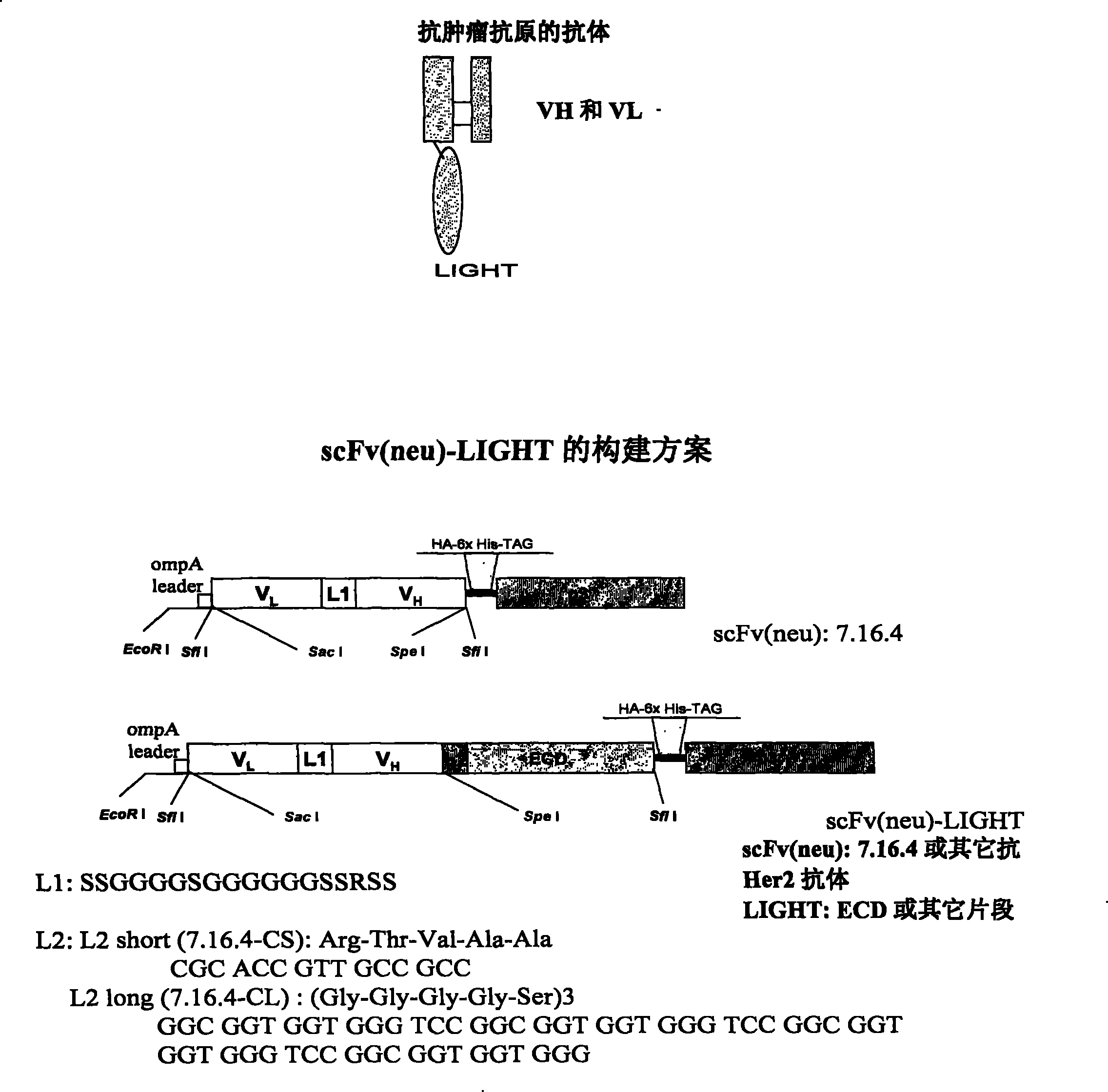 LIGHT-antitumor-antigen antibody for preventing and treating primary and metastatic cancer