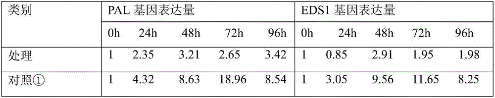 Method for inhibiting infection rice SA path relevant gene up-regulation