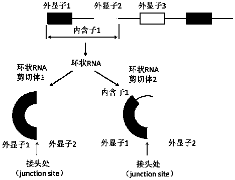 Method for detecting full-length sequence of circular RNA