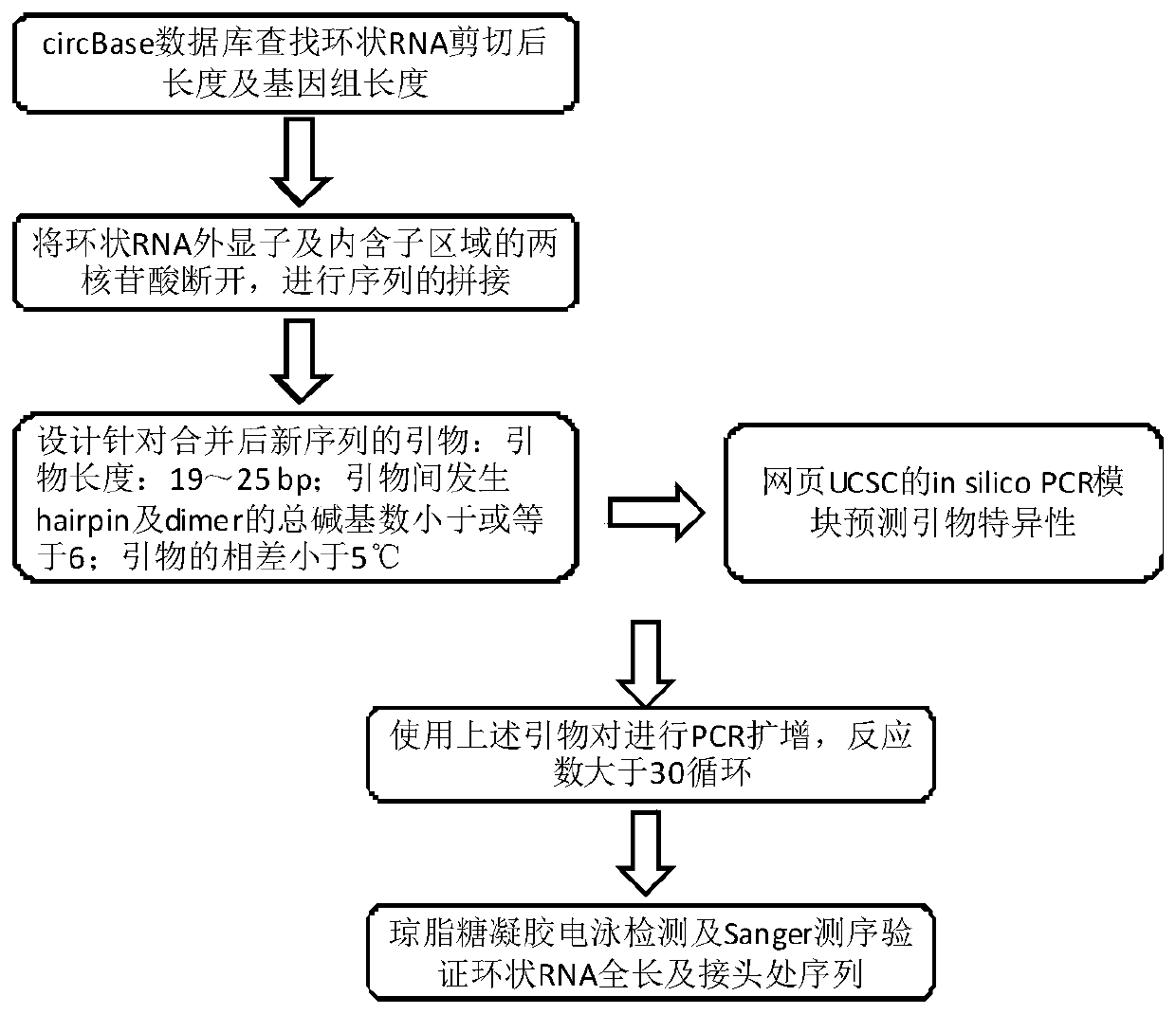 Method for detecting full-length sequence of circular RNA