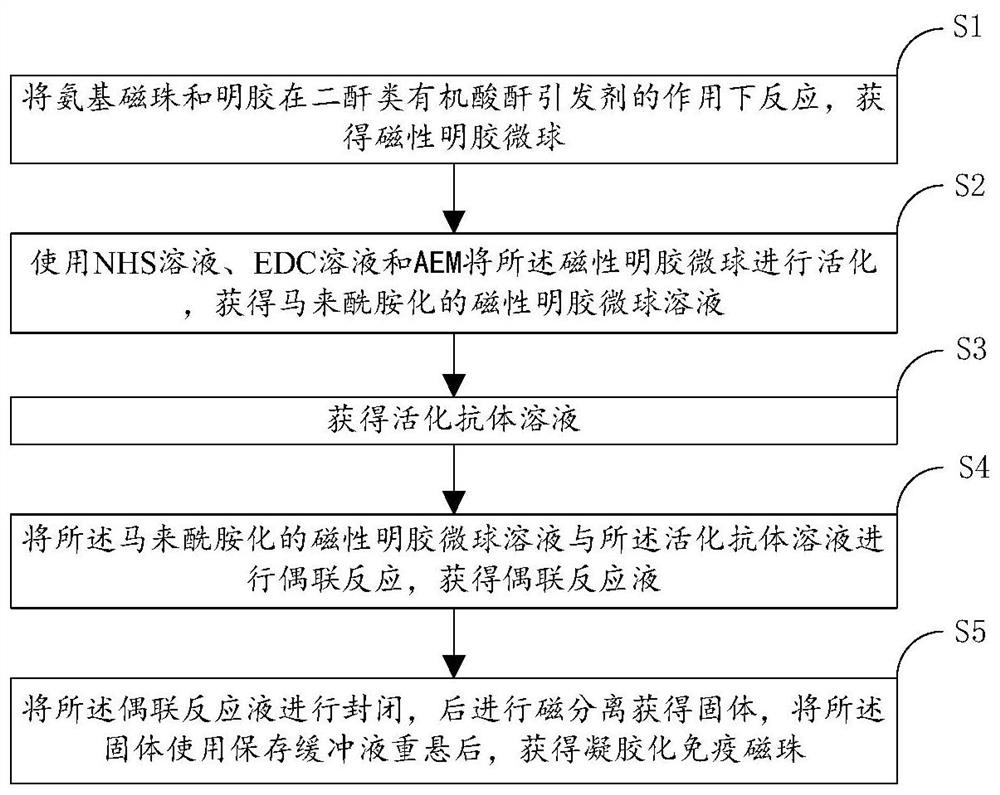 Gelatinized immunomagnetic bead as well as preparation method and application thereof