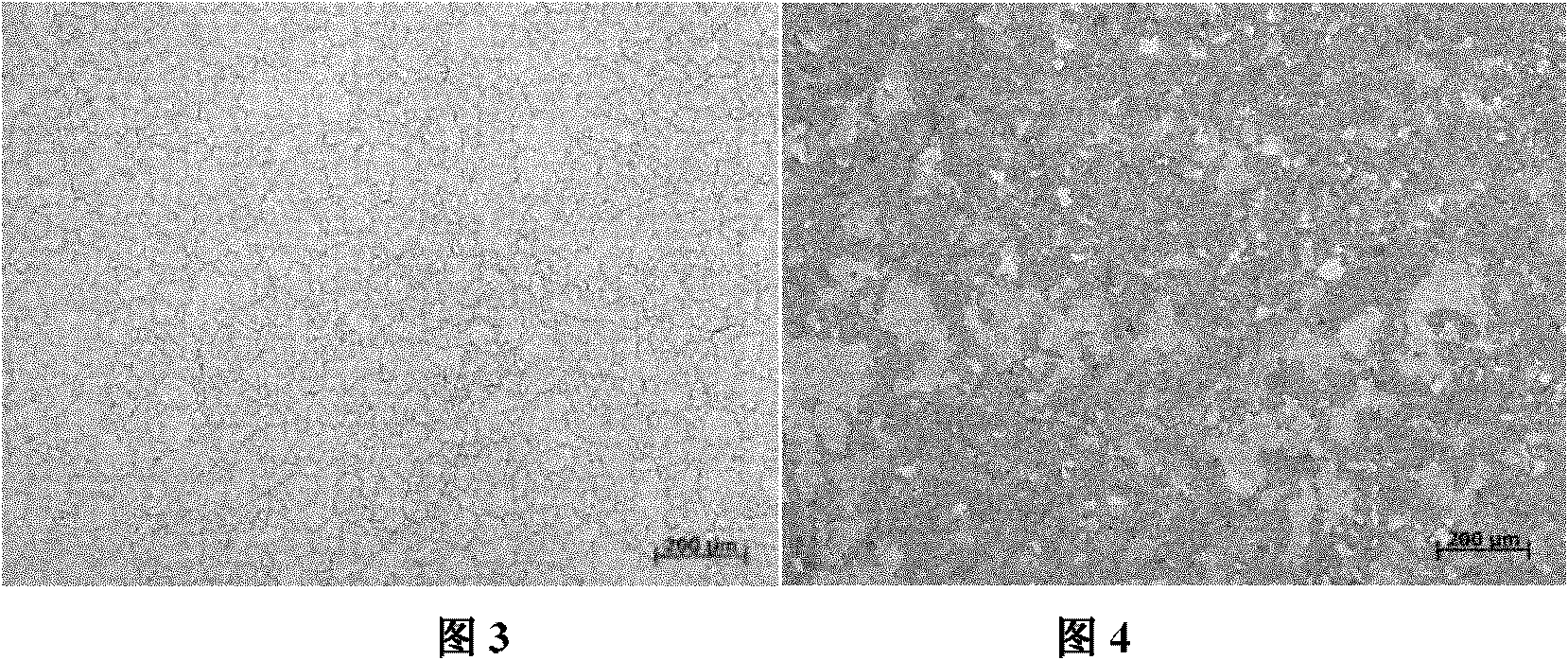 Method for refining grains of large medium high alloy steel forgings