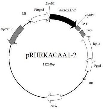 3-ketoacyl coenzyme A thiolase gene RKACAA1-2 and application thereof