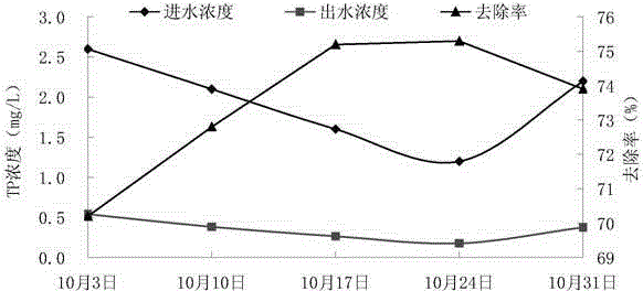 Application of kousa dogwood to treatment of rural domestic wastewater in combined system