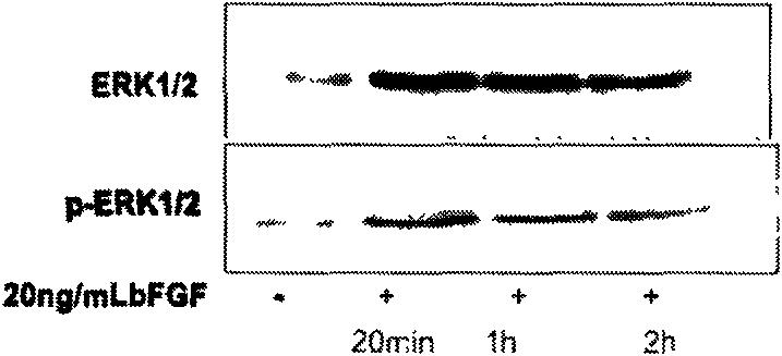 A class of novel spiroheterocyclic compounds and their use as therapeutic agents