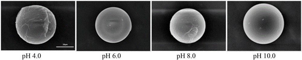 Preparation method and application of chitosan-microsphere immunoaffinity adsorbent