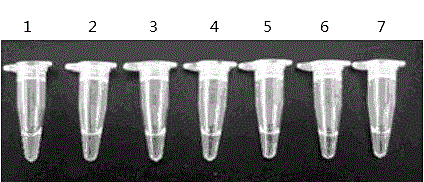 Quick detection kit for antibiotic lysobacter loop-mediated isothermal gene amplification, and detection method