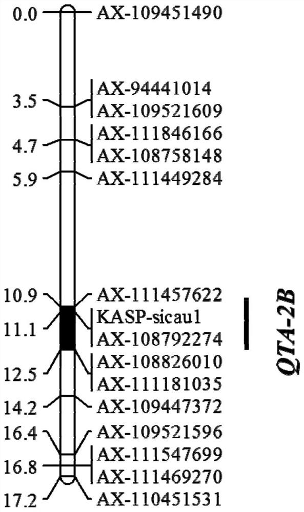 Molecular markers linked to qtl QTA-2B linked to tiller angle in wheat and its application